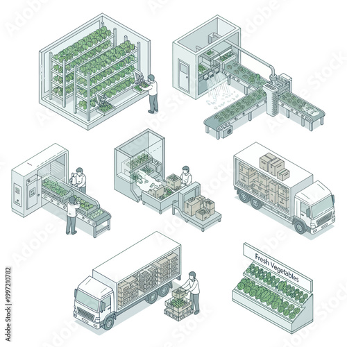 Isometric illustration depicting the entire process of vertical farming, from cultivation to distribution and retail display of fresh vegetables.