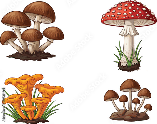 Various mushrooms illustration set including chanterelle and toadstool, forest fungi collection for nature and botanical vector design