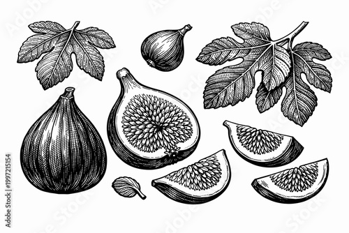 Detailed vintage engraving of fig fruits and leaves including whole fruit, half cross-section, and sliced pieces. Classic hand-drawn botanical vector illustration in woodcut style on white.