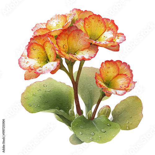 фотографія Kalanchoe watercolor drawing vector, premium quality illustration on a clean white background