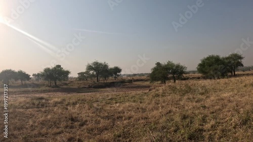 Cinematic safari footage of giraffes in Kidepo Valley National Park Uganda, elegant herd walking across African savanna travel video