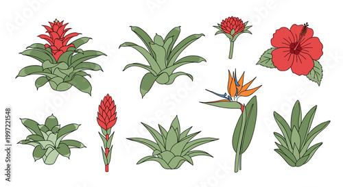 Tropical plants and flowers collection.