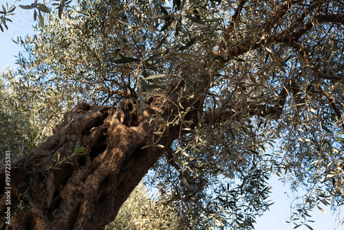 Ancient olive tree trunk close up, twisted bark texture and branches, old Mediterranean olive tree, natural wood pattern, organic background, copy space