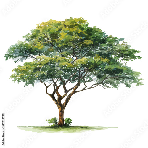 Stylized watercolor Koa Tree vector, modern artistic illustration with high-quality details on a pure white background.
