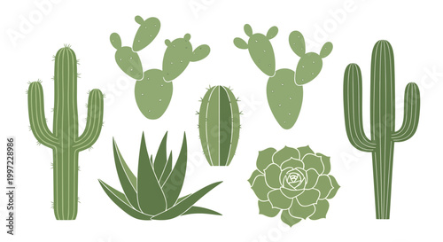 Collection of green cactus plants.