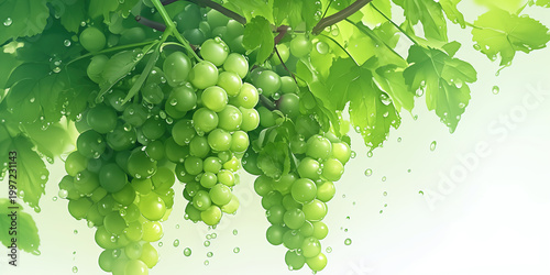 Illustration of Fresh Green Grapes on the Vine with Water Droplets, Representing the Visual Themes of Organic Fruits, Natural Growth and Fresh Healthy Ingredients