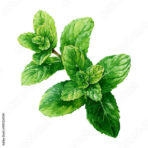 Mint watercolor vector illustration, high-quality artwork isolated on a pure white background.