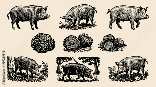Vintage Linocut Illustration Set: Truffle Hog and Mushrooms, Black Engraving Vector Art on Cream Background