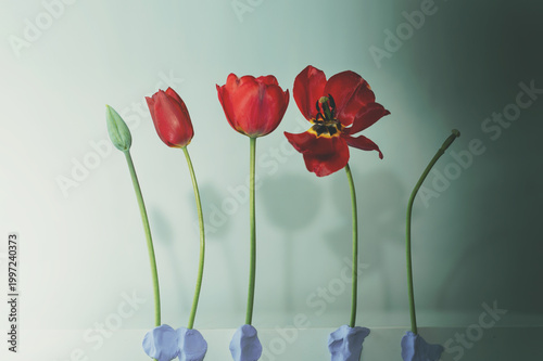 Photos Female reproductive lifecycle concept with tulip blooming stages, gynecology hea