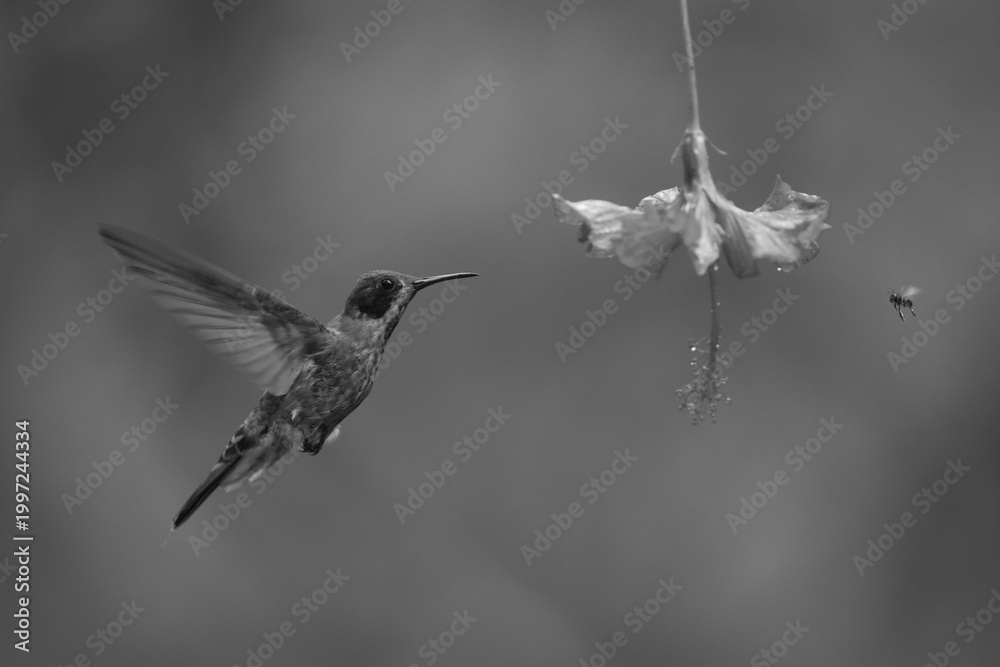 Fototapeta premium Mono brown violetear and wasp around flower