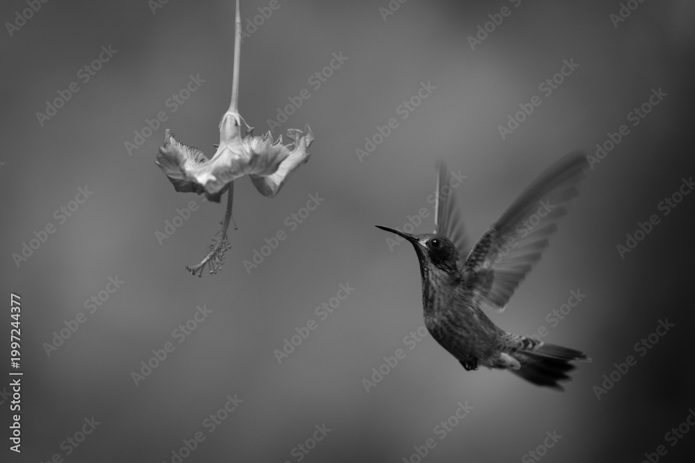 Fototapeta premium Mono brown violetear lifts wings approaching flower
