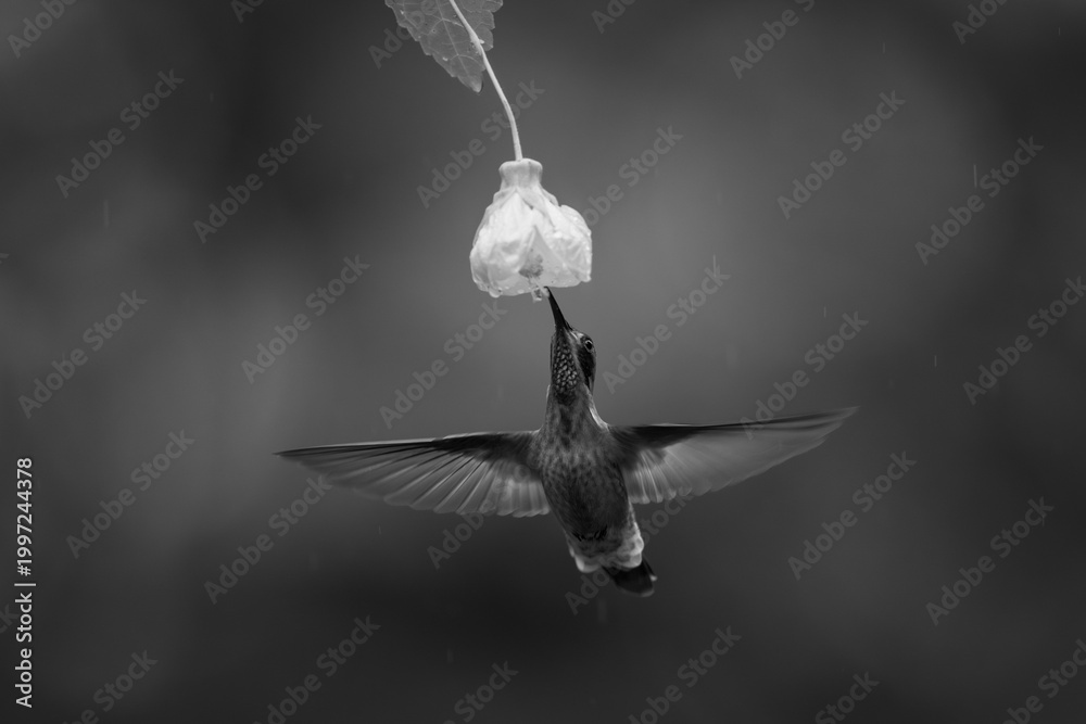 Fototapeta premium Mono brown violetear drinking from yellow flower