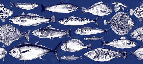Edible fish sketched vector collection