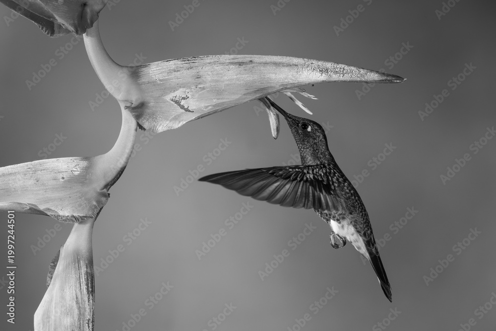 Fototapeta premium Mono buff-tailed coronet feeds hovering beneath heliconia