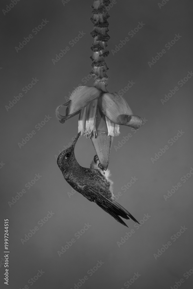 Fototapeta premium Mono buff-tailed coronet drinks perching on flower