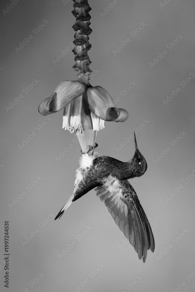 Fototapeta premium Mono buff-tailed coronet flaps wings on flower