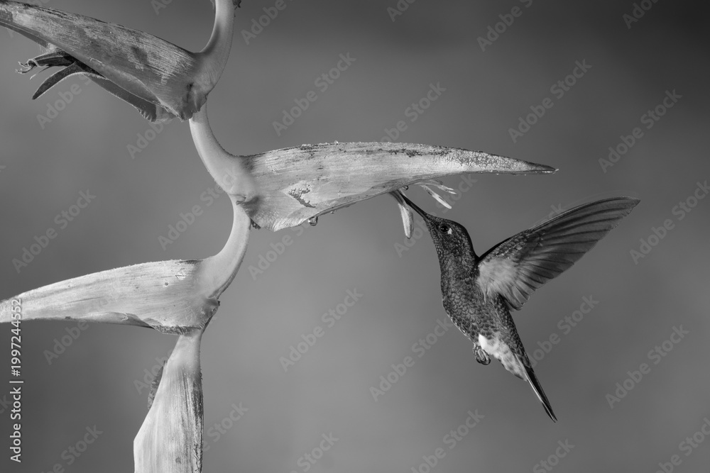 Fototapeta premium Mono buff-tailed coronet feeds hovering under heliconia