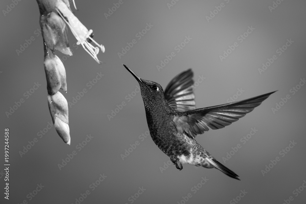 Fototapeta premium Mono buff-tailed coronet flies upwards towards flower