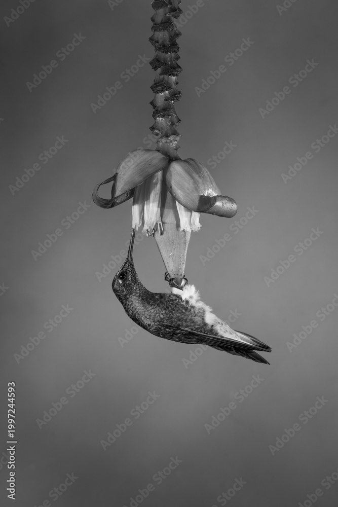 Fototapeta premium Mono buff-tailed coronet hangs feeding from flower