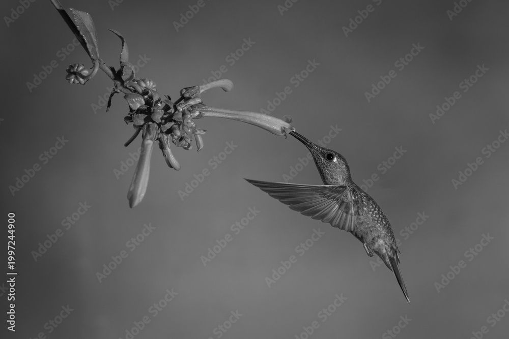 Fototapeta premium Mono fawn-breasted brilliant drinks under Cape fuchsia