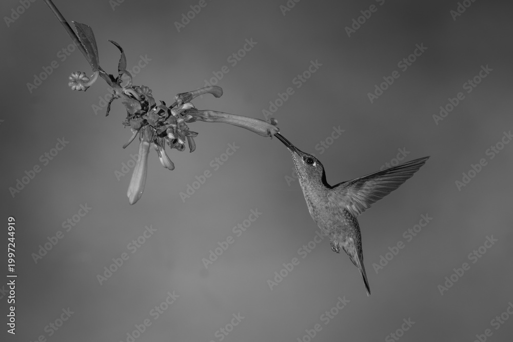 Fototapeta premium Mono fawn-breasted brilliant feeding from Cape fuchsia