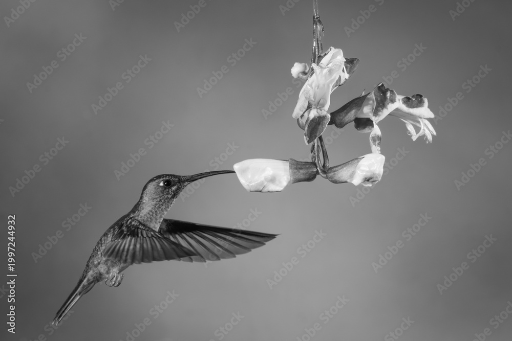 Fototapeta premium Mono fawn-breasted brilliant feeding from Mysore trumpetvine