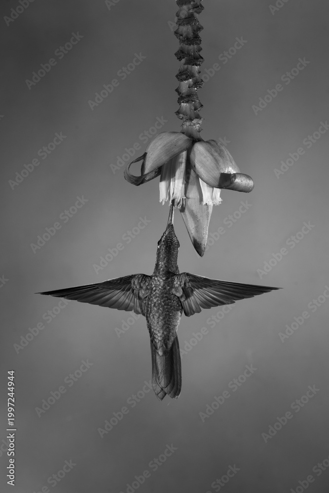 Fototapeta premium Mono fawn-breasted brilliant flaps wings beneath flower