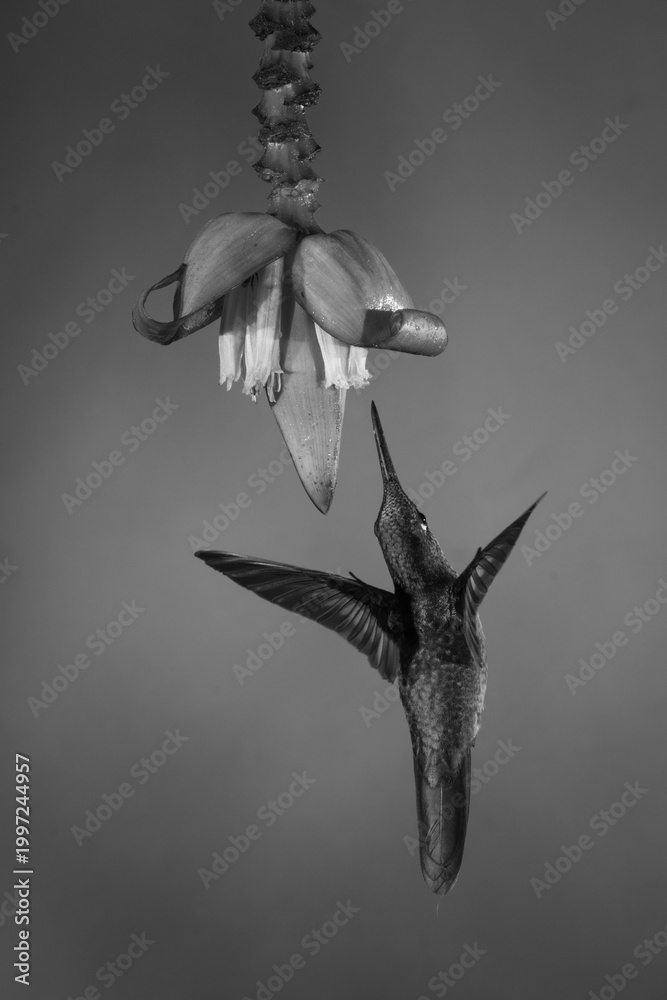 Fototapeta premium Mono fawn-breasted brilliant flaps wings under flower