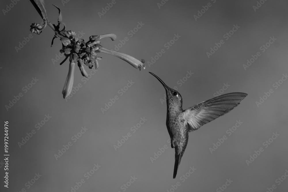 Fototapeta premium Mono fawn-breasted brilliant flies to Cape fuchsia