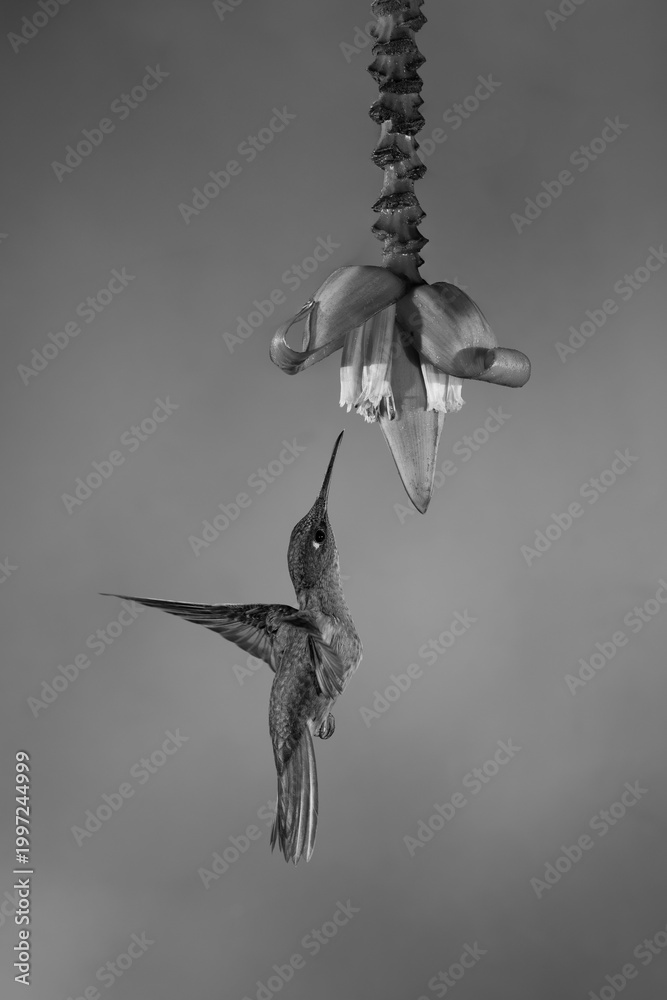 Fototapeta premium Mono fawn-breasted brilliant flies beneath banana flower