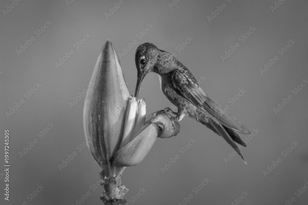 Fototapeta premium Mono fawn-breasted brilliant perches drinking from flower