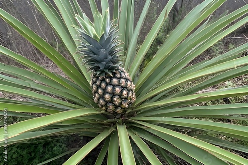 close up of pineapple