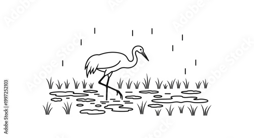 Crane bird standing in shallow water.