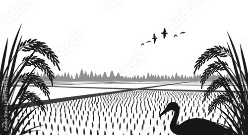 Black Swan in Rice Field Landscape.