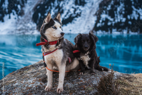 Fotografie Siberian Husky and black companion dog enjoying the view of an alpine glacial la