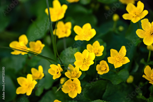 Marsh marigolds blooming in a wetland meadow
