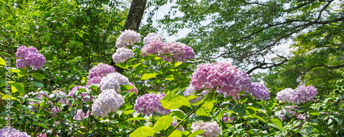 初夏の陽光を浴びて公園に咲き誇るピンクや紫の美しい紫陽花。鮮やかな緑の木々を背景にした日本の自然風景。