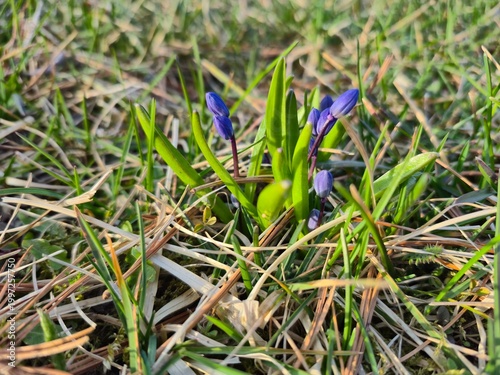Close-up of gentle snowdrop flowers in early spring forest. Concept of nature awakening