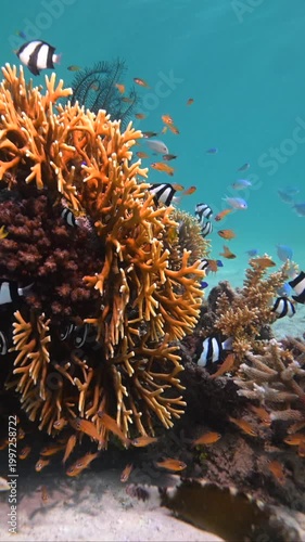 Tropical Fish schooling above pristine healthy hard coral reef