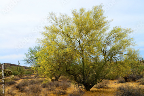 Palo Verde Tree, Sonora Desert, Spring and in bloom