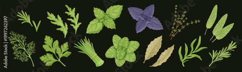 Fresh herb collection, ingredient illustration set