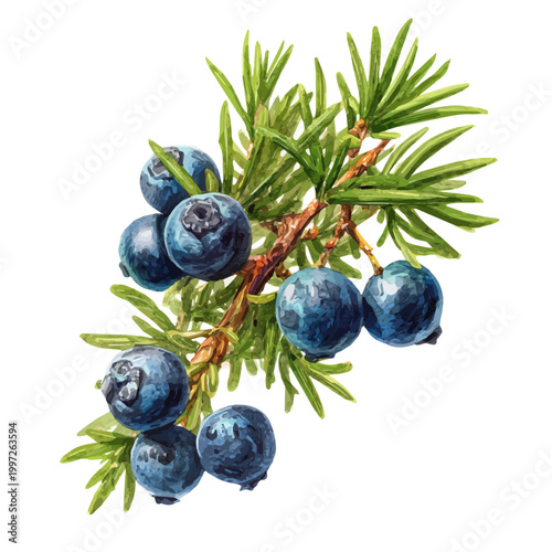 Stylized watercolor Juniper Berry vector, modern artistic illustration with high-quality details on a pure white background.