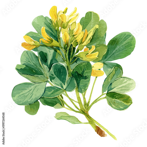 Stylized watercolor Fenugreek vector, modern artistic illustration with high-quality details on a pure white background.
