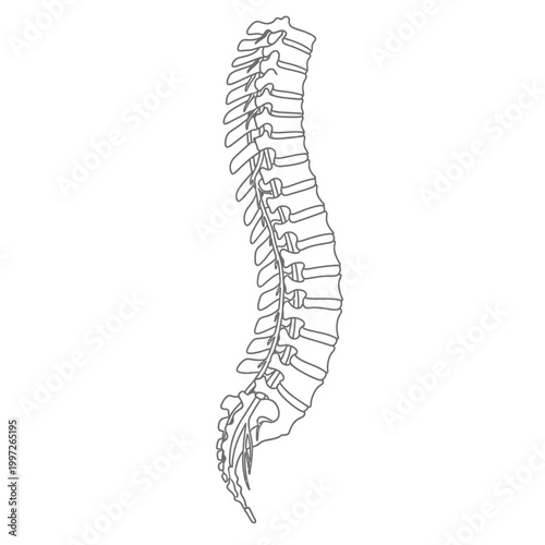 Detailed illustration of the human spine, showcasing skeletal structure and anatomy.