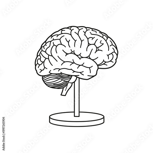 Anatomical illustration of a human brain model on a stand, black and white.