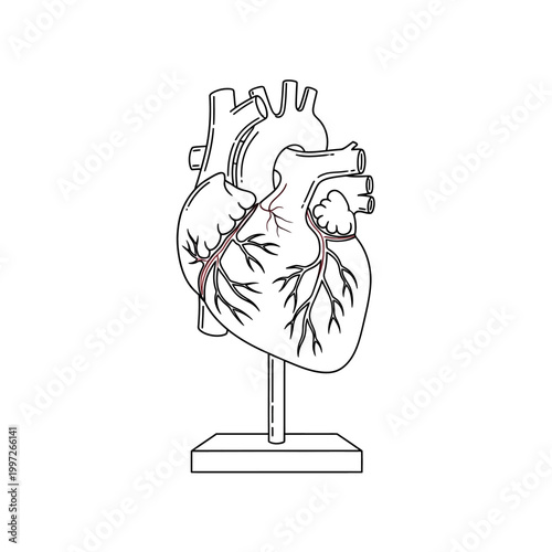 Anatomical heart model on a stand, isolated on white background.