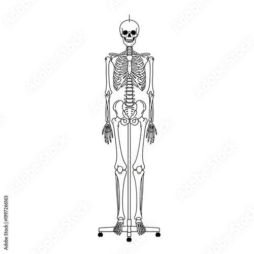 Detailed illustration of a human skeleton model, perfect for educational purposes and medical studies.