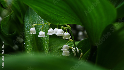 Картината върху платно lily of the valley in spring