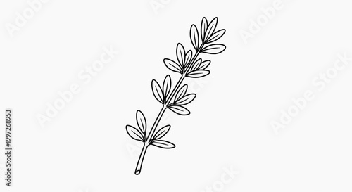 A simple line drawing illustration of a thyme sprig with small leaves and a stem