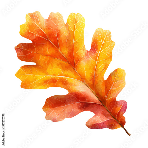 Oak Leaf watercolor artwork, high-quality professional vector illustration isolated on a white background.